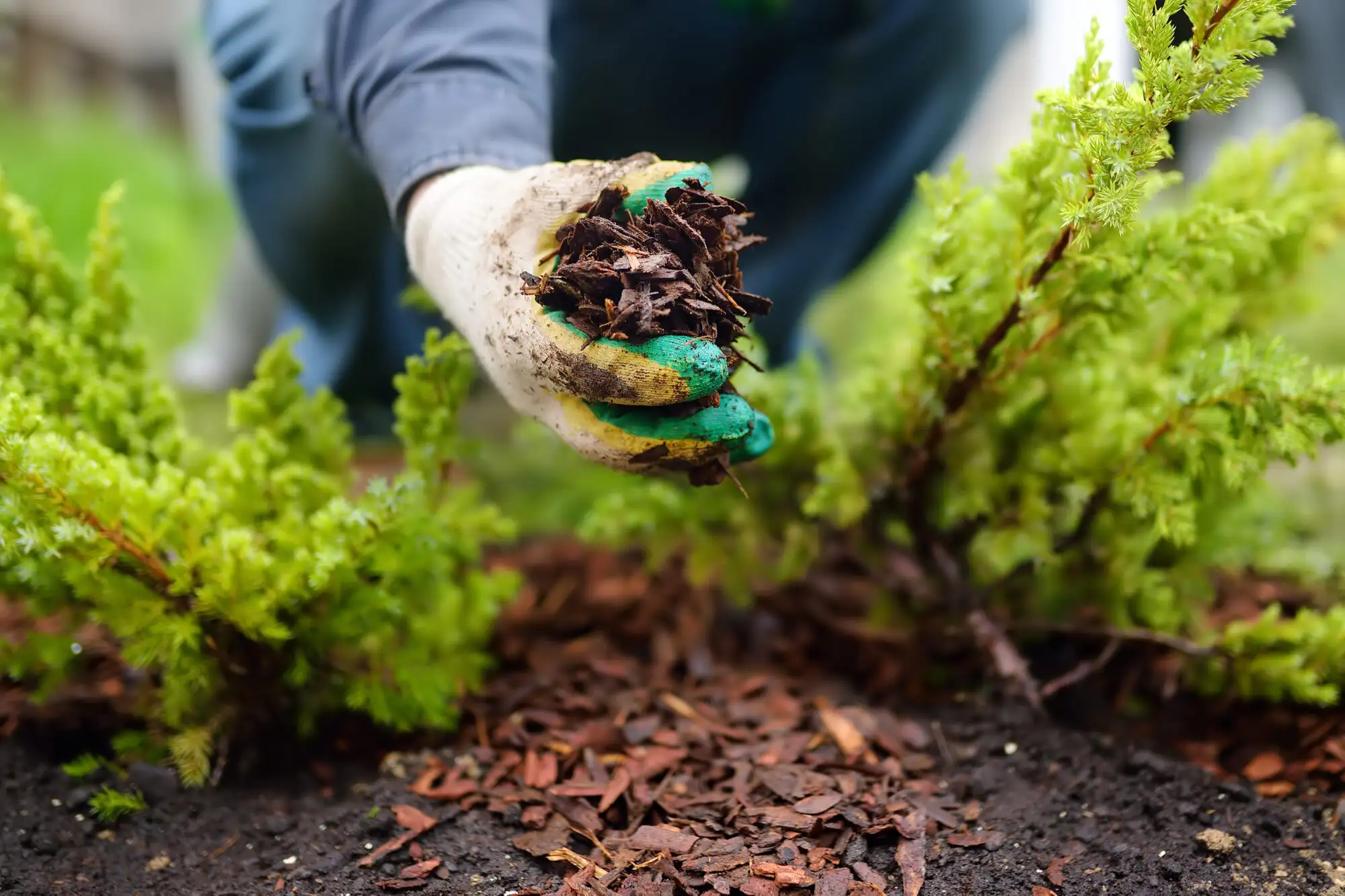 A gardener applying bark mulch around plants to improve soil health and retain moisture.