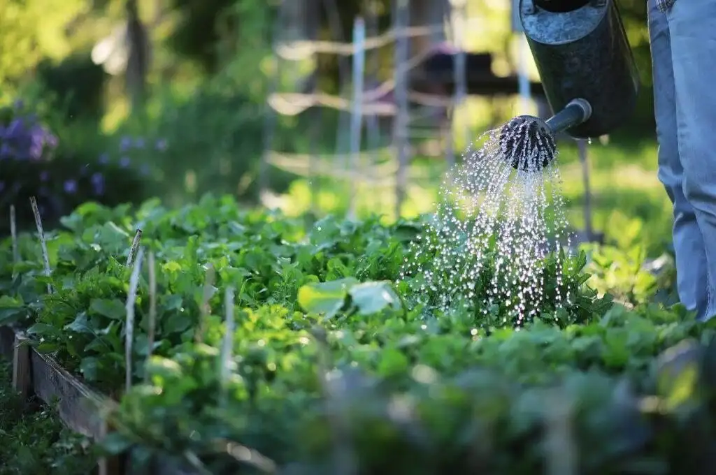 A gardener watering raised vegetable beds to support healthy plant growth and soil hydration.
