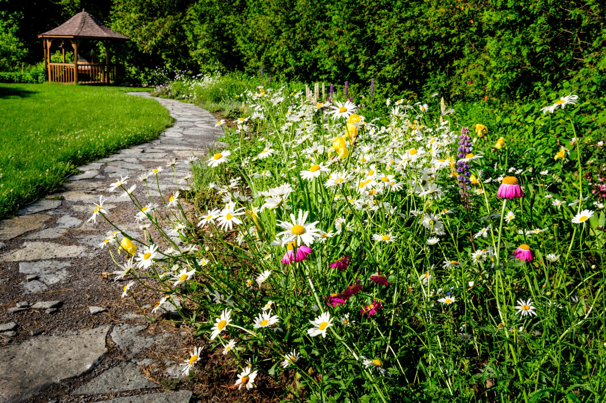 A gravel and stone path winding through a wildflower-rich low-maintenance wildlife garden in full bloom.